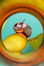Norris Top Snail on Kelp