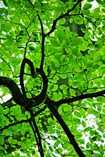 Green leaves