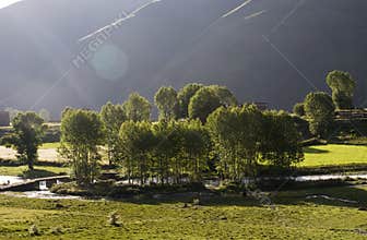 Young trees under sun light.