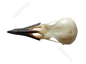 Top view of a crow skull on a white background