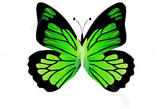 Morpho green butterfly isolated on white background. Illustration design