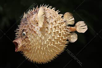 Front view of a blow fish or porcupine fish