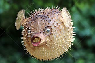 Front view of a blow fish or porcupine fish