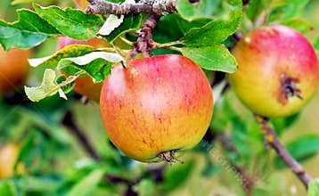 Apple tree