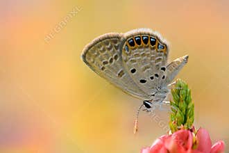Butterfly love flower