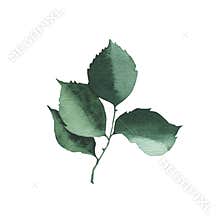 Watercolor greenery floral rose leaf plant forest