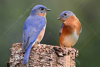 Pair of Eastern Bluebird