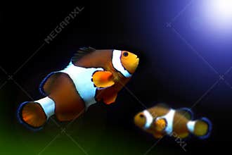 Nemo fish