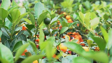 Small citrus trees grown in a greenhouse name of this Citrus is Yuzu.