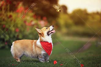 Beautiful funny puppy dog red Corgi fun walking on a green flowering meadow and catches a beautiful butterfly Machaon, raising his