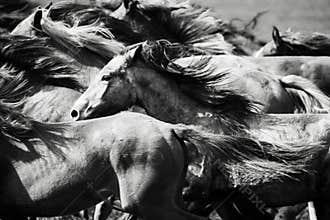 A herd of young horses
