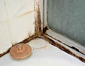Black Mold