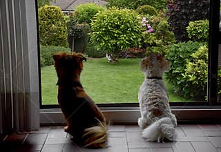 Dogs behind a window observing a cat
