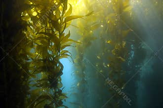 Underwater kelp forest, catalina island, california
