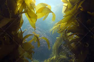 Underwater kelp forest,catalina island,california