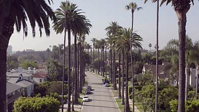 Aerial view of palm trees and the street in the Beverly Hills neighborhood