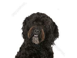 Barbet dog portrait isolated on white.