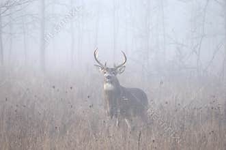 Whitetail Deer Buck