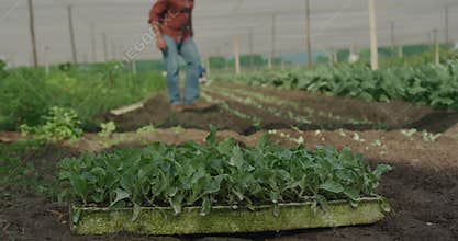 Mature man working on farm