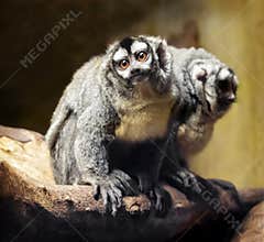 Beautiful northern owl monkeys