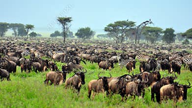 The Great Migration