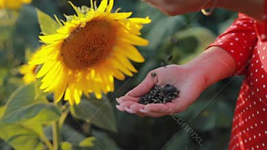 Woman holding the harvest of sunflower