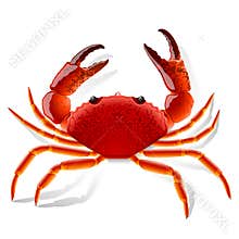 Red Crab