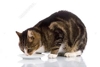 Cat drinking milk 2