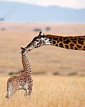 Mom giraffe kiss her baby