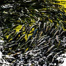 Trouts, rainbow trouts, cultured in trout farm