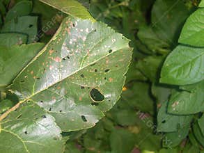 Plant diseases. Fungal diseases of fruit trees. The holey spotting of the apple tree. The leaves of the apple tree are damaged by