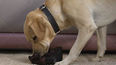 Retriever chewing up boot at home damaging shoes, active disobedient pet