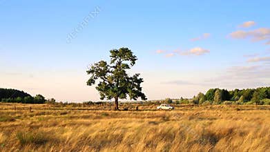 Old retro white car going through country road along grass field meadow and one tree with blue sunset sky on background