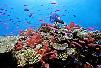 Diver on Astrolabe reef