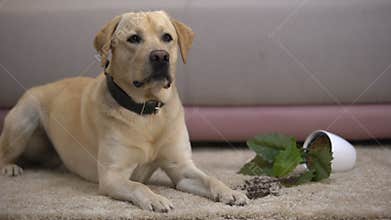 Funny labrador retriever dog lying near broken potted plant, pet misbehavior