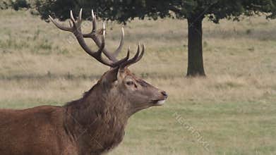 A head shot of a stunning Red Deer Stag, Cervus elaphus, Bellowing.