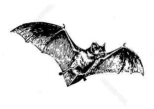 Drawing of a bat with a white background