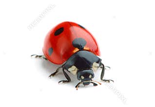 Ladybug