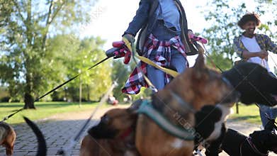 Professional Dog Walker in park with many different Dogs