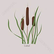 Cattail, bulrush marsh grass, swamp cane with green leaves.