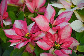 Pink and White Poinsettia Flowers with Yellow Centers