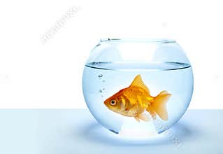 Golden fish