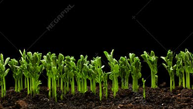 Growing plants in Spring Timelapse, Sprouts Germination newborn Pea plant in greenhouse agriculture