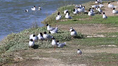 Mediterranean gulls during the breeding season at the island Noirmoutier, France