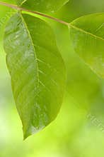 Fresh green leaf