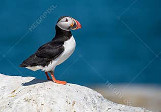 An Atlantic Puffin Portrait
