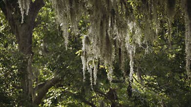 Oak Tree moss in an old plantation