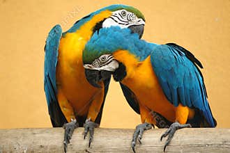 Parrot