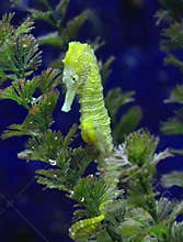 Sea Horse