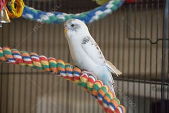 Blue and white budgie sitting on rope perch